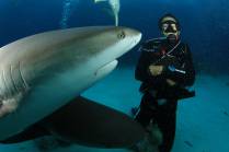 Mergulho com tubarões feito em Nassau - Bahamas